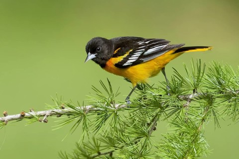 Baltimore Oriole (Icterus galbula) male, Ohio, USA