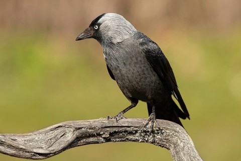 Western Jackdaw (Coloeus monedula), Smaland, Sweden