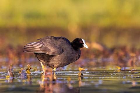 Eurasian Coot (Fulica atra), North Rhine-Westphalia, Germany