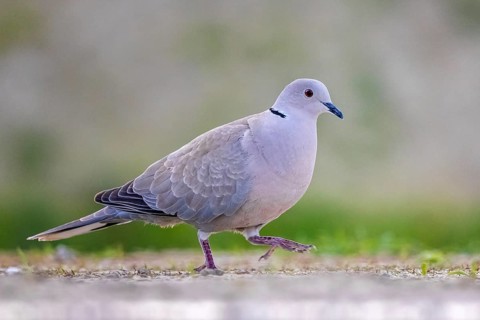 Eurasian Collared Dove (Streptopelia decaocto), Kiskunsag National Park, Hungary
