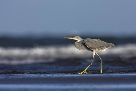 Western Reef Heron (Egretta gularis), Oman