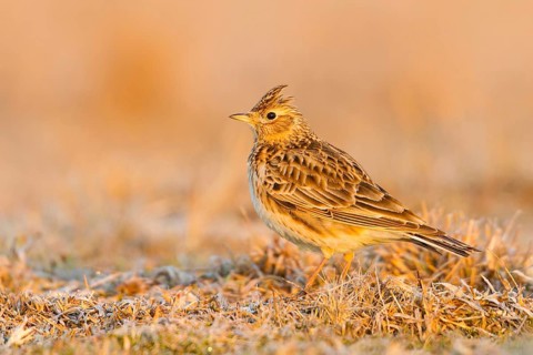 Eurasian Skylark (Alauda arvensis), Baden-Wuerttemberg, Germany