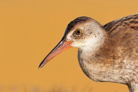 Water Rail (Rallus aquaticus), Greece