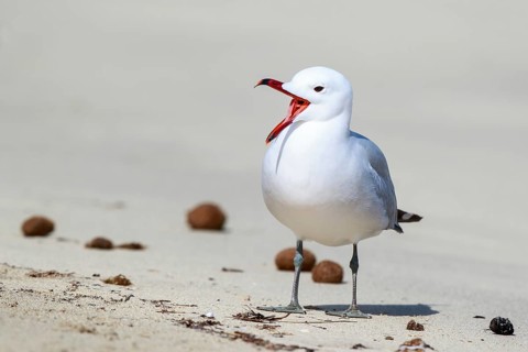 Audouin's Gull (Ichthyaetus audouinii) calling, Mallorca, Spain