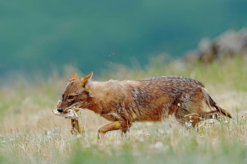 Golden jackal, Canis aureus, feeding scene with meadow, Madzharovo, Eastern Rhodopes, Bulgaria.