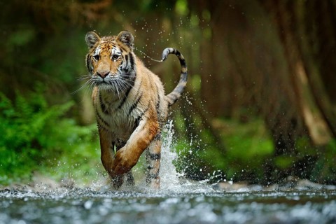 Amur tiger running in water. Danger animal, tajga, Russia. Animal in forest stream. Grey Stone,