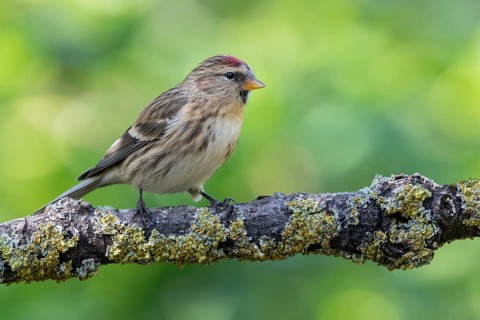 Common Redpoll (Acanthis flammea), Lower Saxony, Germany