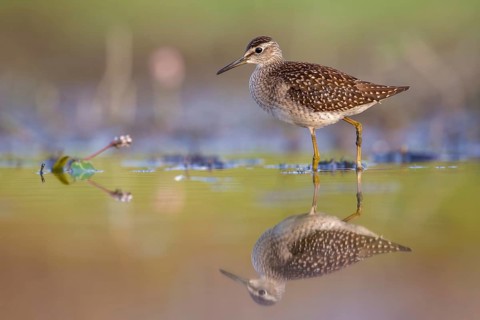 Wood Sandpiper (Tringa glareola) foraging, Poland