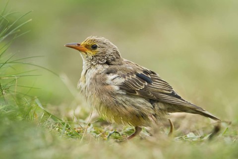 Rosy Starling (Pastor roseus) juvenile, Schleswig-Holstein, Germany