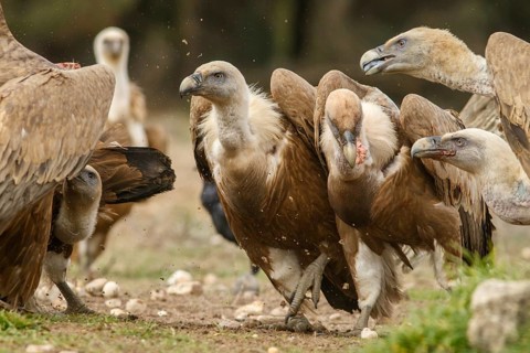 Griffon Vulture (Gyps fulvus), feeding, Castile and Leon, Spain