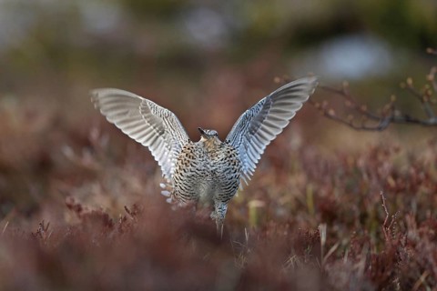 Great Snipe (Gallinago media) flapping wings, Buskerud, Norway