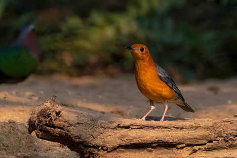 Orange-headed Thrush (Geokichla citrina innotata), Yunnan, China