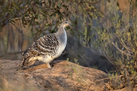 Malleefowl (Leipoa ocellata), Victoria, Australia