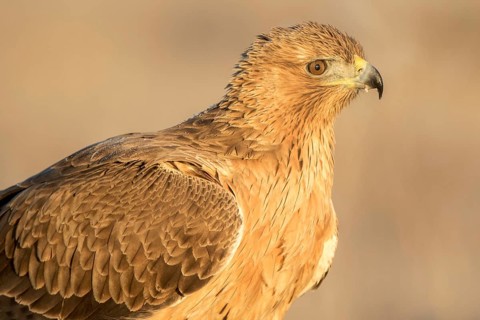 Bonelli's Eagle (Aquila fasciata) juvenile, Castile-La Mancha, Spain