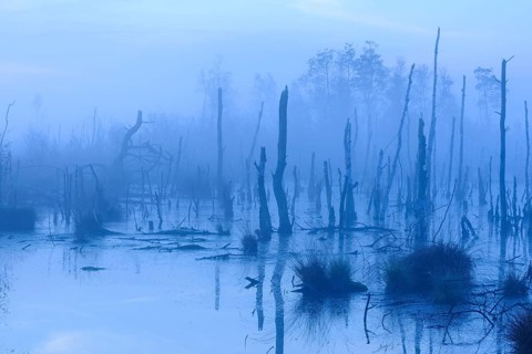 Bog in misty morning light, Lower Saxony, Germany