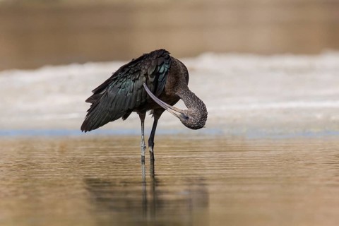 Glossy Ibis (Plegadis falcinellus) preening, Eilat, Israel