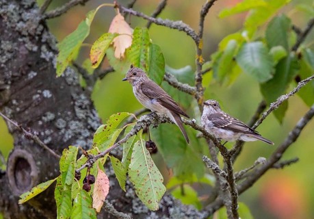 Spotted Flycatcher (Muscicapa striata) adult with young, perched on a branch, Baden-Wuerttemberg,