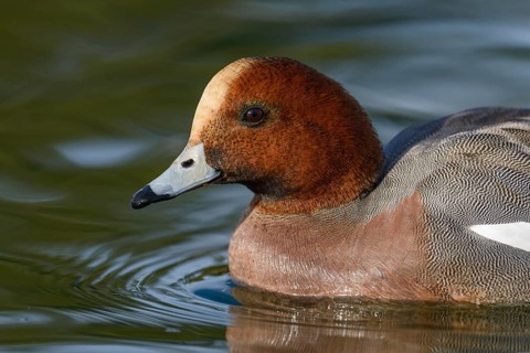 Eurasian Wigeon (Mareca penelope) male, Arizona, USA