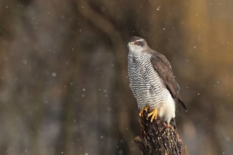 Northern Goshawk (Accipiter gentilis) female, Baden-Wuerttemberg, Germany