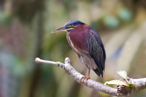 Green Heron (Butorides virescens), Dominica