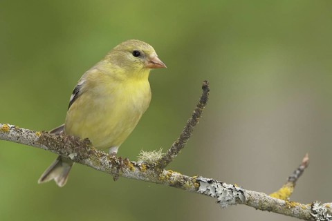 American Goldfinch (Spinus tristis) female perched on a branch, British Columbia, Canada