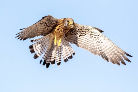 Lesser Kestrel (Falco naumanni) female flying, Castile-La Mancha, Spain