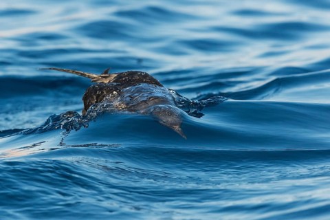 Sooty Shearwater (Ardenna grisea), Eilat, Israel