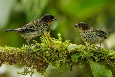 Rufous-throated Tanager (Tangara rufigula) perched on a branch in the Andes mountains of Colombia