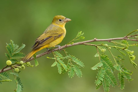 Summer Tanager (Piranga rubra) female perched on a branch, Texas, USA
