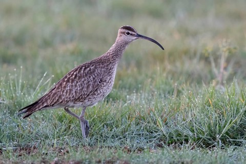 Langer Hals... Regenbrachvogel *Numenius phaeopus* bei der Nahrungssuche auf einer nassfeuchten