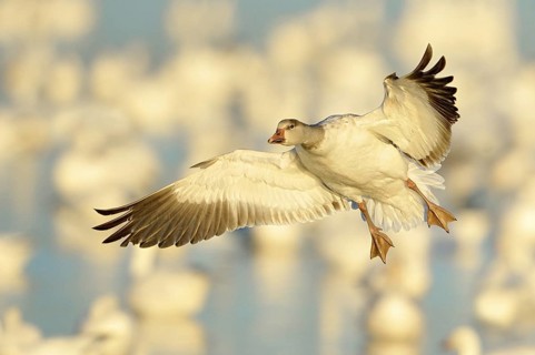 Snow Goose (Anser caerulescens) flying, New Mexico, USA