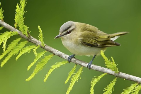 Red-eyed Vireo (Vireo olivaceus), Texas, USA