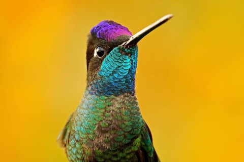 Talamanca admirable hummingbird, Eugenes spectabilis, detail bill portrait of beautiful bird.
