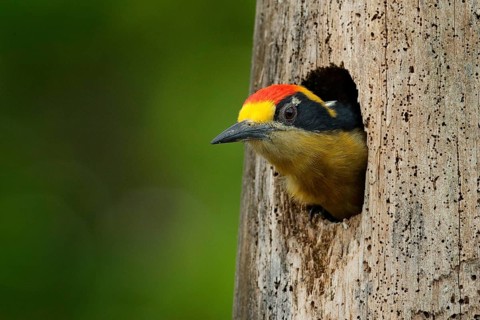 Bird in the tree nest hole, detail portrait. Golden-naped woodpecker, Melanerpes chrysauchen,