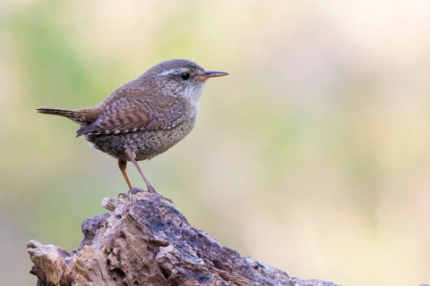 Eurasian Wren (Troglodytes troglodytes), Lower Saxony, Germany