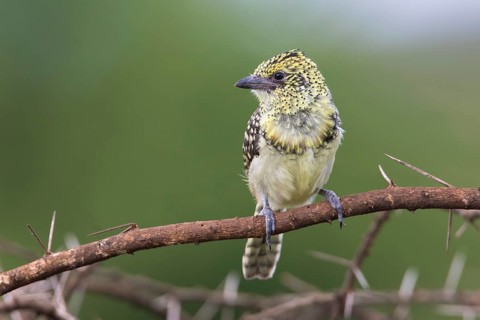 D'Arnaud's Barbet (Trachyphonus darnaudii usambiro) perched on a branch, Serengeti, Tanzania