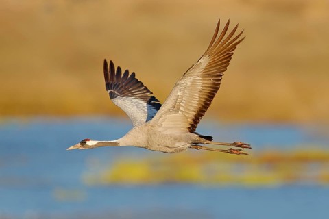 Common Crane, Grus grus, big bird in the nature habitat, Lake Hornborga, Sweden. Wildlife scene