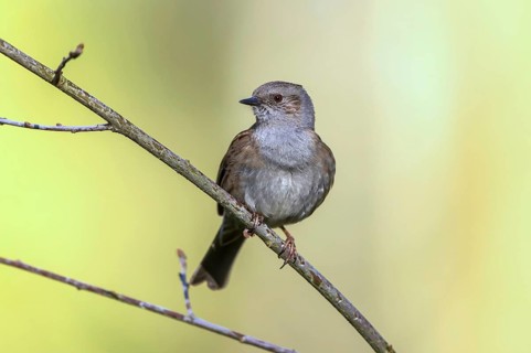 Dunnock (Prunella modularis) perched on a branch, Mecklenburg-Western Pomerania, Germany