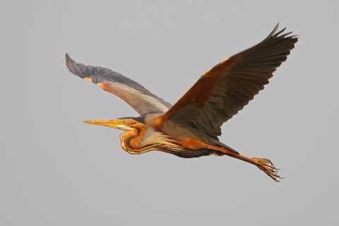 Purple Heron (Ardea purpurea) flying, Netherlands