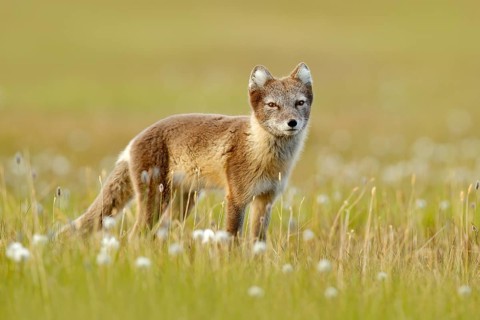 Arctic Fox, Vulpes lagopus, cute animal portrait in the nature habitat, grass meadow with flowers,