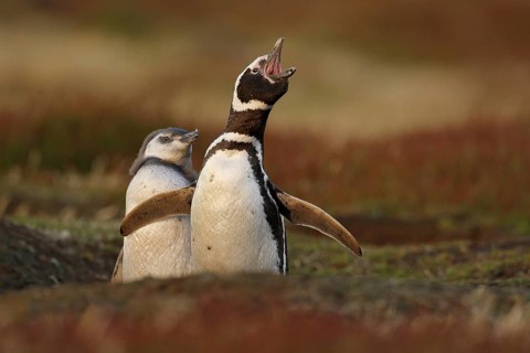 Two birds in the nesting ground hole, baby with mother, Magellanic penguin, Spheniscus