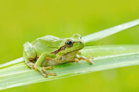 European tree frog, Hyla arborea, sitting on grass straw with clear green background. Nice green