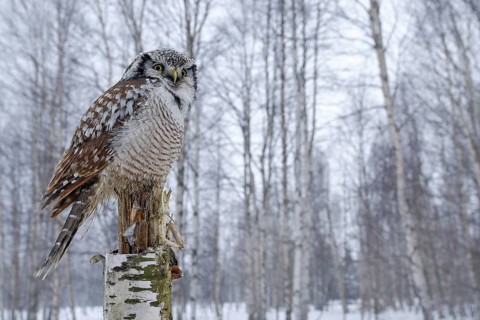 Snowy winter scene with hawk owl, Surnia ulula. Hawk Owl in nature forest habitat during cold