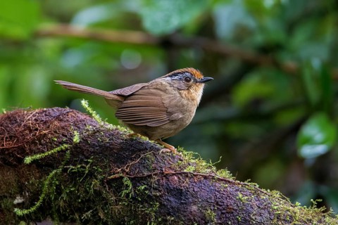 Braunkappenalcippe (Alcippe dubia), Ngoc Linh, Vietnam