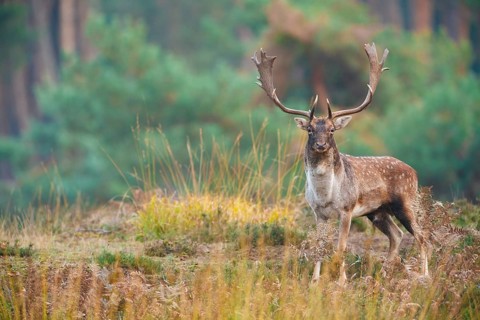 Damhirsch, Dama dama Fallow Deer, Dama dama