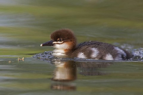 Common Merganser (Mergus merganser) juvenile, Mecklenburg-Western Pomerania, Germany