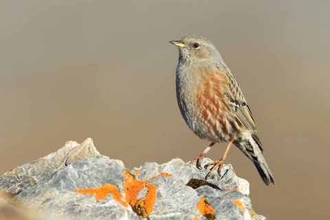 Alpine Accentor (Prunella collaris), Grisons, Switzerland