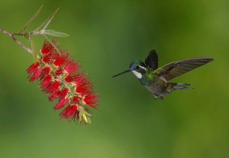 White-throated Mountain Gem (Lampornis castaneoventris) high in the mountains at San Gerrardo de