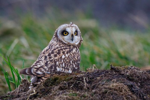 Short-eared Owl (Asio flammeus), Netherlands