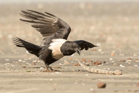 Pied Crow (Corvus albus) with snake eel, Gambia